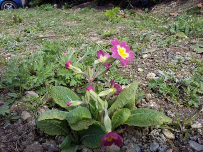 A pink and yellow flower blossoms in one of the new flower beds